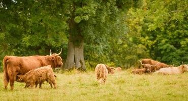 Highland Cattle at Pollok Country Park in Glasgow.