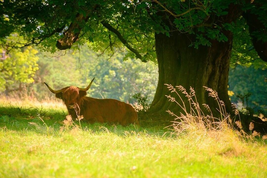 A Highland Cow sitting in shade under a large tree.