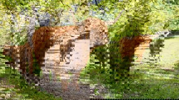 Two long-haired Highland cows and a calf standing in a green field with trees on a sunny day.