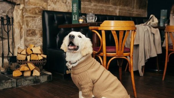 A golden retriever wearing a tan jumper sits on a wooden floor in a rustic pub, with stacked logs, tables, and chairs visible, and a television on the stone wall.