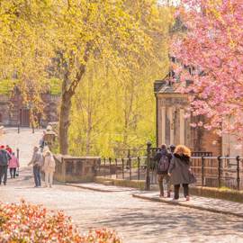 A path through the Glasgow Necropolis, a Victorian cemetery, with people walking amongst gravestones and lush cherry blossom trees.